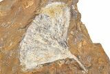 Two Fossil Ginkgo Leaves From North Dakota - Paleocene #262614-1